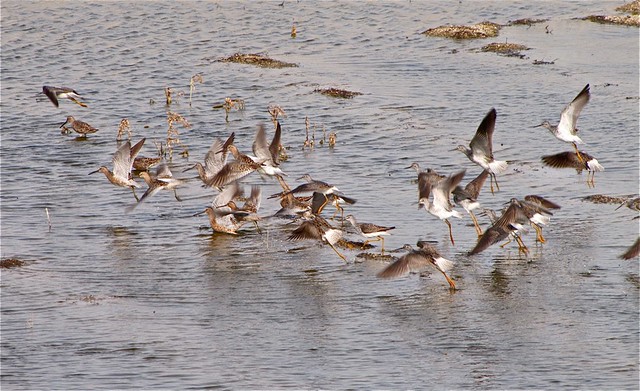 Short-billed Dowitcher and Lesser Yellowlegs at El Paso Sewage Treatment Center 07