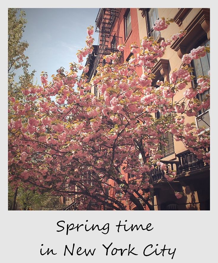 polaroid of the week new york city spring