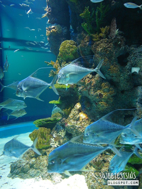 sea aquarium marine life park resort world sentosa singapore (71)