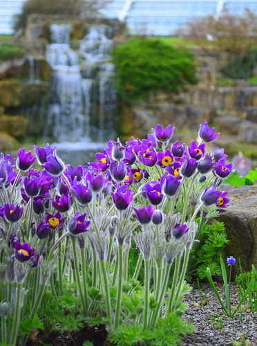 Kew Blooms by pjpink