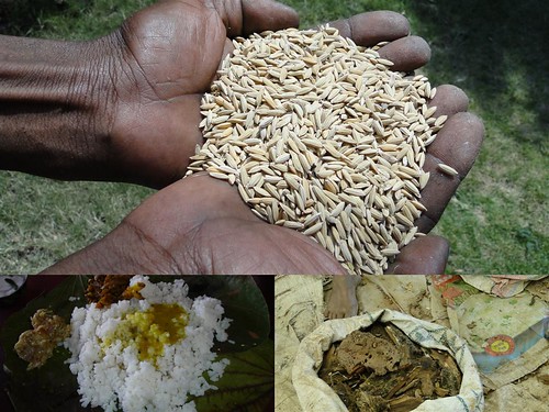 Medicinal Rice Formulations for Diabetes Complications, Heart and Liver Diseases (TH Group-66) from Pankaj Oudhia’s Medicinal Plant Database by Pankaj Oudhia