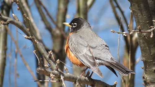 Merle D'Amérique - American Robin  Lasalle  13 Avril 12  IMG_0448 by Diane G....Thanks for over 50,000 Views....