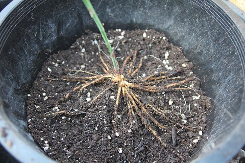 Asparagus Roots