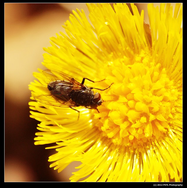 Unknown Fly Pollinator