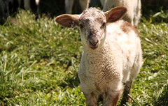 Crossbred ewe lamb