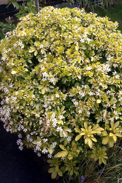 A Choisya bush in bloom