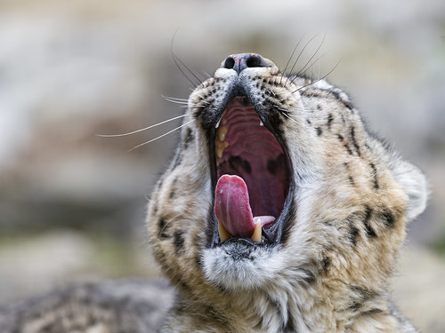 Villy's big yawn! by Tambako the Jaguar