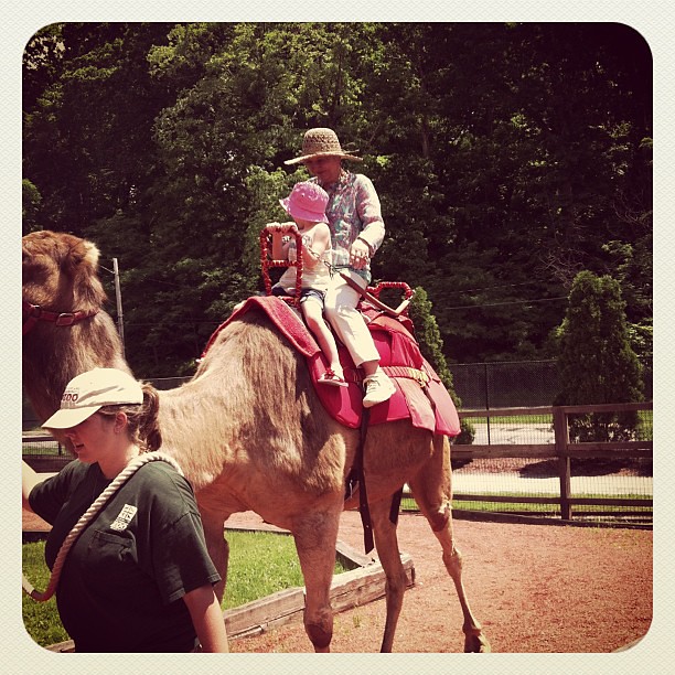 Riding a camel!