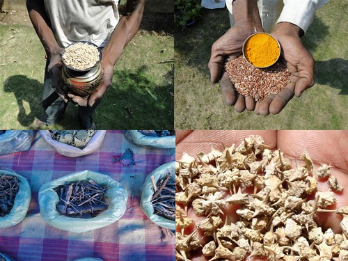 Medicinal Rice Formulations for Diabetes Complications and Heart Diseases (TH Group-21) from Pankaj Oudhia’s Medicinal Plant Database by Pankaj Oudhia