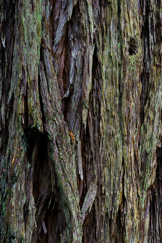 Redwood National Park (1 of 5)