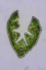 Festuca rubra subsp. litoralis
