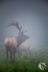 Elk of Benezette | 2016