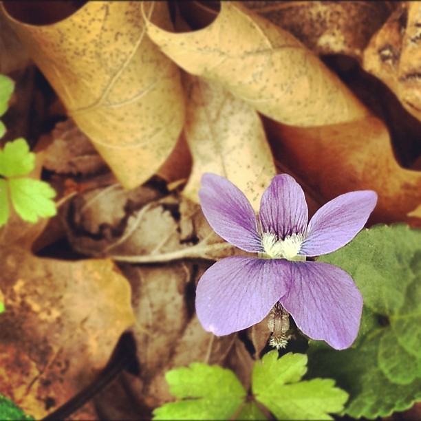 Woodland Purple #flowers #spring