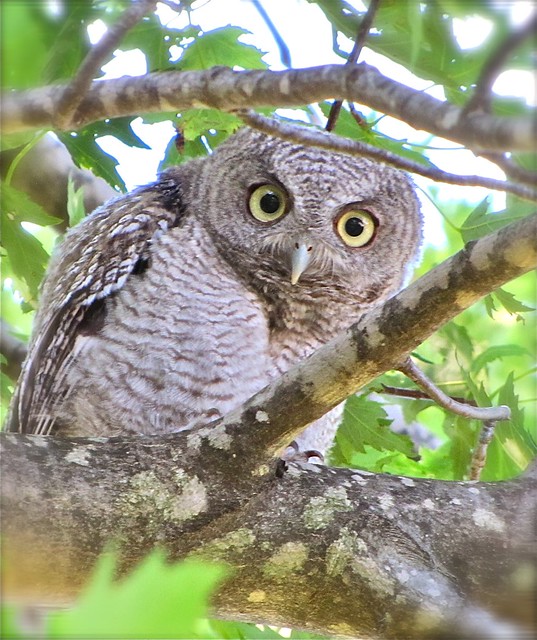 Eastern Screech-owl in Livingston County, IL 162