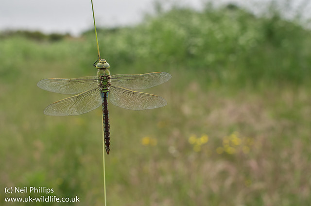Female emperor dragonfly wide angle