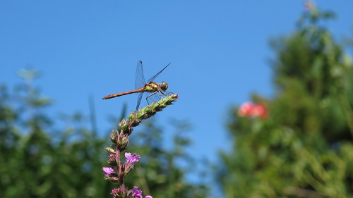 Dragonfly - Libellule - Libelle
