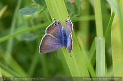 LONG-TAILED BLUE BUTTERFLY (Lampides boeticus)