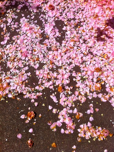 camellia petal snow on the sidewalk