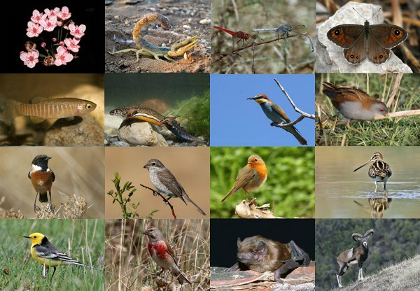 biodiversity1