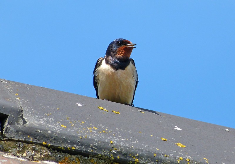 27447 - Swallow, Martins Haven
