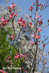 Brueckner Rhododendron Gardens