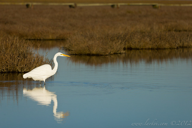Egret, Palo Alto Baylands, California, 2013