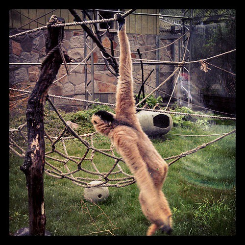 Mama #Gibbon swinging #stonezoo