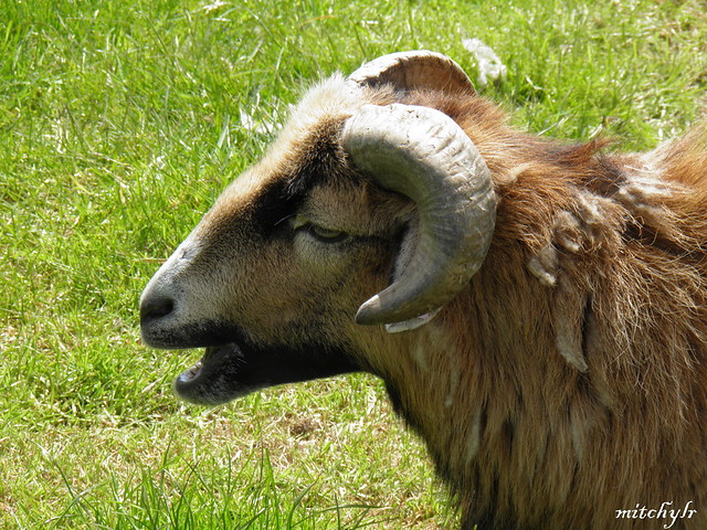 Cameroon Sheep 1