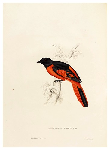 009-Muscipeta Princeps-A Century of Birds from the Himalaya Mountains-John Gould y Wm. Hart-1875-1888-Science Naturalis