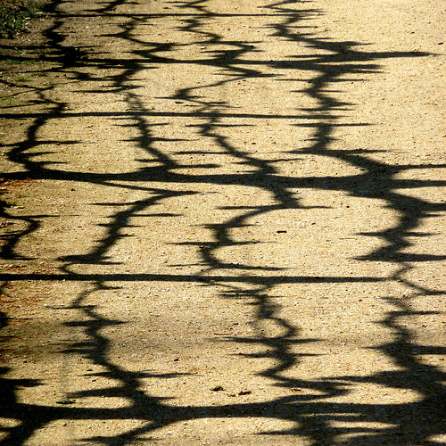 espallier shadows by pho-Tony