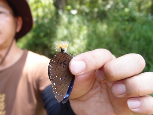 除了賞蝶，廖大哥也標記紫斑蝶，紀錄、追蹤其遷徙路徑。
