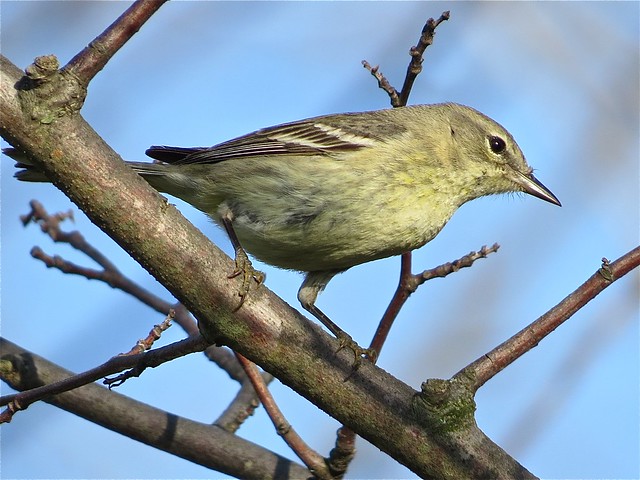 Pine Warbler at Ewing Park in Bloomington, IL 45