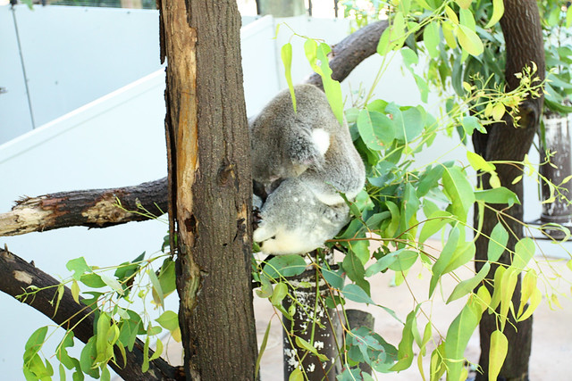 How much can a koala bear?