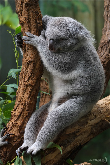 Koala #2