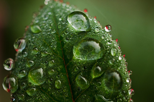 Raindrops and dew on rosebush leaves