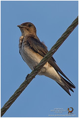 Swallows / Golondrinas / Andorinhas