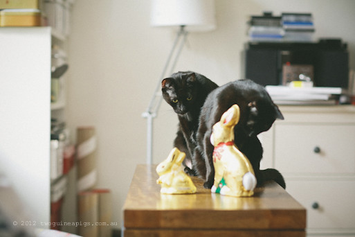 Easter Bunnies and 2 Black Cats, twoguineapigs pet photography 4