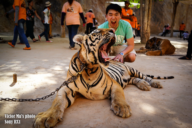 the tiger temple -- Bangkok