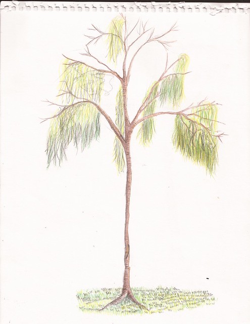Tree - Jacaranda