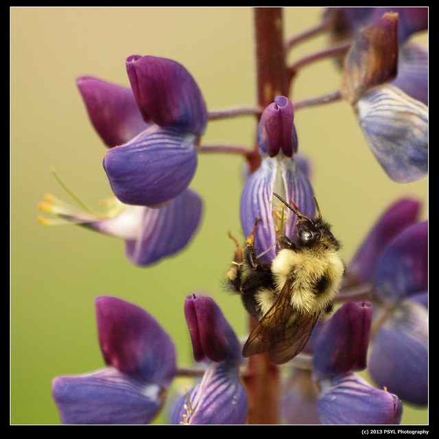 Bumblebee on lupine flowers