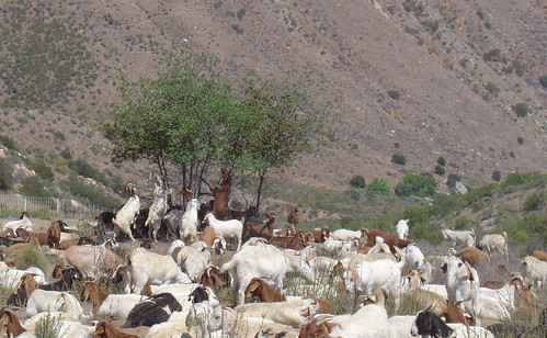 Goats on the Cleveland National Forest nibble on vegetation to defend communities against wildfire by reducing regrowth. (U.S. Forest Service photo)