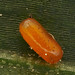 Lily Beetle egg