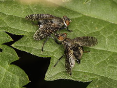 mating of signalflies
