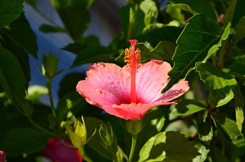 Hibiscus by Ginas Pics