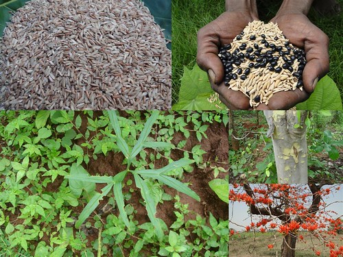 Indigenous Medicinal Rice Formulations for Diabetes and Cancer Complications, Heart, Spleen and Liver Diseases (TH Group-107 special) from Pankaj Oudhia’s Medicinal Plant Database by Pankaj Oudhia