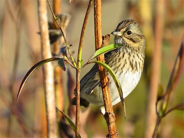 LIncoln's Sparrow at Sugar Grove Nature Center in Funks Grove, IL 01