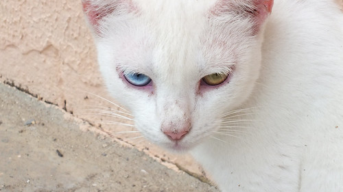Bicolor Cat