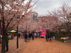 A whole bunch of Cherry Blossoms
