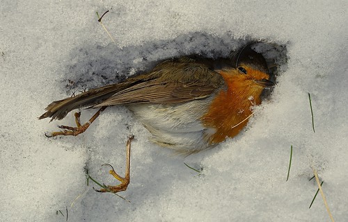 Död rödhake/Dead Robin