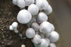 fungos